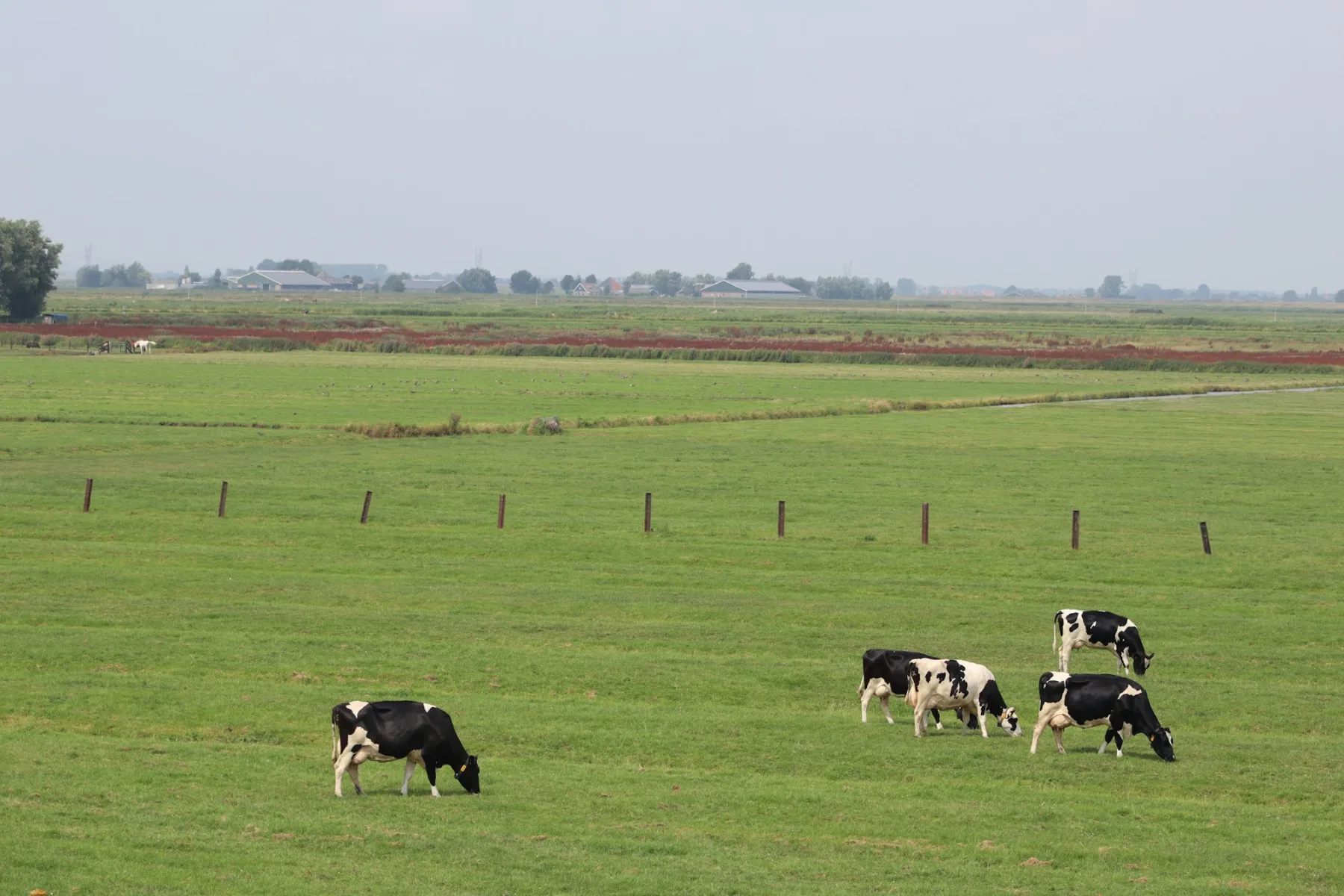 Nederlands polderlandschap met weilanden en melkvee